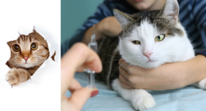 Rabies Awareness and its Dangers to Cats